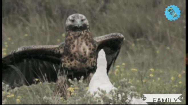 La fábula del águila y el pato. | El Periódico de Panamá